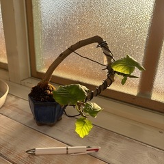 稀少‼️ウンベラータの小品盆栽の画像