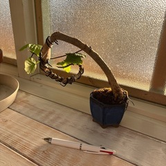 稀少‼️ウンベラータの小品盆栽の画像