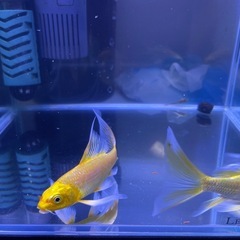 確定しましたの画像