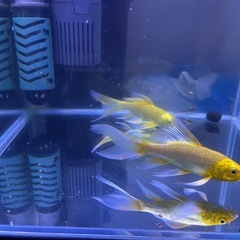 確定しましたの画像