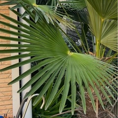 シュロ　約160センチの画像