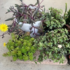 多肉　ルビーネックレス　虹の玉の画像