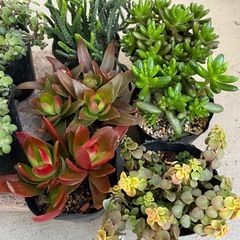 多肉　ルビーネックレス　虹の玉の画像