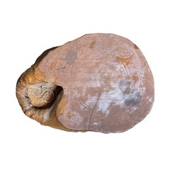 【無垢】　天然木　飾り木　置物　オブジェの画像