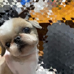 2歳オス　シーズー