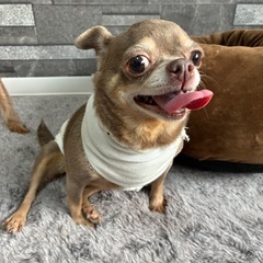 スムースチワワ5〜6歳♀