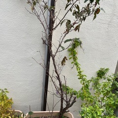 桜の木　決まりましたの画像