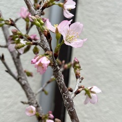 桜の木　決まりましたの画像