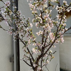 桜の木　決まりましたの画像