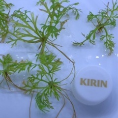 アメリカンウォータースプライトの画像