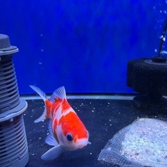 玉サバ15センチの画像