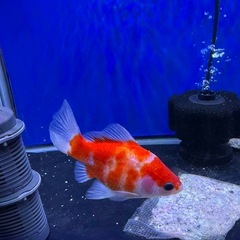 玉サバ15センチの画像