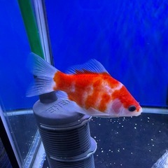 玉サバ15センチの画像