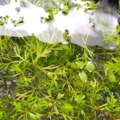 アメリカンウォータースプライトの画像