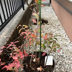 ブルーベリーの木2本入りの画像