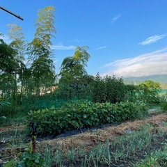 訳あり柿15個（第3弾）の画像