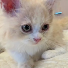 ✨🎄😻✨2025年12月7日(日) 13時から立川すみれペ…