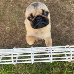 迷子犬 パグ