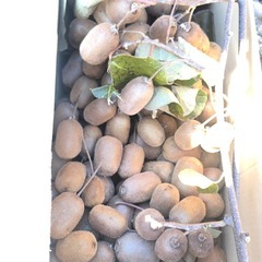 【取引希望日を複数ご提示ください】キウイフルーツ  小から中　1キロの画像