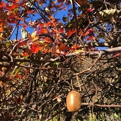 【取引希望日を複数ご提示ください】キウイフルーツ  小から中　1キロの画像