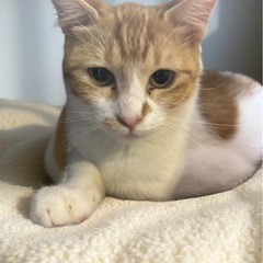 受付終了🙏茶白6ヶ月の女の子