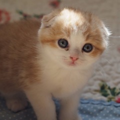 ✨🎄😻🏠2025年12月7日(日) 13時から立川すみれペットク...