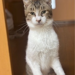 人懐っこいハンサム男子　キジ白