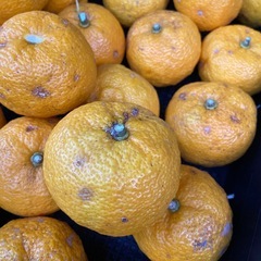 柚子　ゆず　本日収穫　の画像