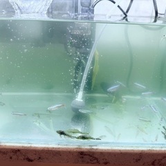 熱帯魚、プレコ、亀などの画像