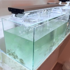 熱帯魚、プレコ、亀などの画像