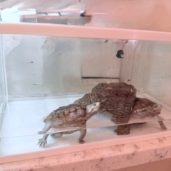 熱帯魚、プレコ、亀などの画像