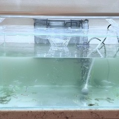 熱帯魚、プレコ、亀などの画像