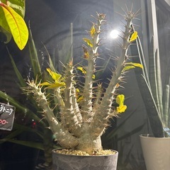 パキポディウム サンデルシー 塊根植物 コーデックスの画像