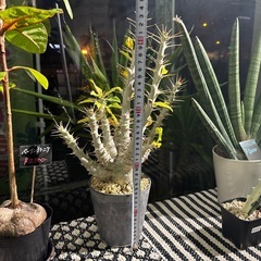 パキポディウム サンデルシー 塊根植物 コーデックスの画像