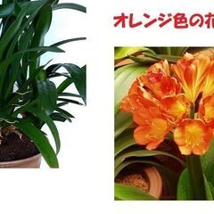 クンシラン　40年物の画像