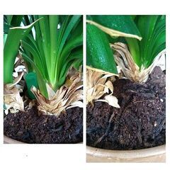 クンシラン　40年物の画像