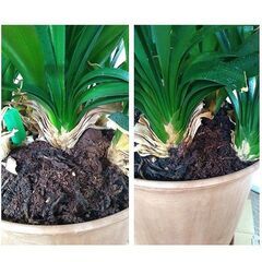 クンシラン　40年物の画像