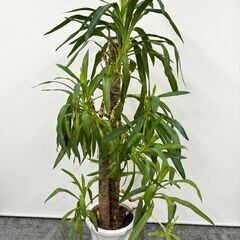 観葉植物　ユッカ　（高さ110cm程度）の画像