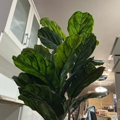 観葉植物🪴カシワバゴノムキ(フィカス•リラータ)インテリア💚造木•造花フェイクグリーン大型緑グリーンの画像