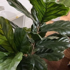観葉植物🪴カシワバゴノムキ(フィカス•リラータ)インテリア💚造木•造花フェイクグリーン大型緑グリーンの画像