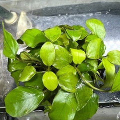 水草                    アヌビアスナナ ゴールデンの画像