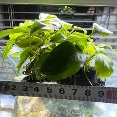 水草                    アヌビアスナナ ゴールデンの画像