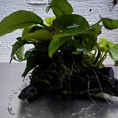 水草                    アヌビアスナナ ゴールデンの画像