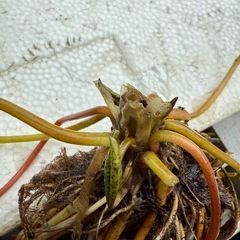 睡蓮の株①
の画像