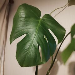 モンステラの画像