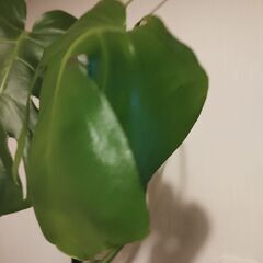 モンステラの画像