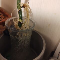 モンステラの画像