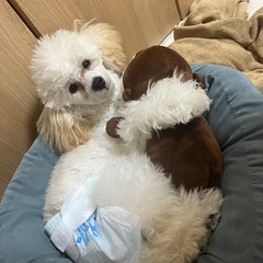 トイプードル メス 9ヶ月
