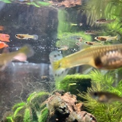 グッピー　稚魚の画像