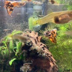 グッピー　稚魚の画像